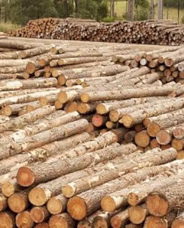 Chilean Wood Supplier in UAE