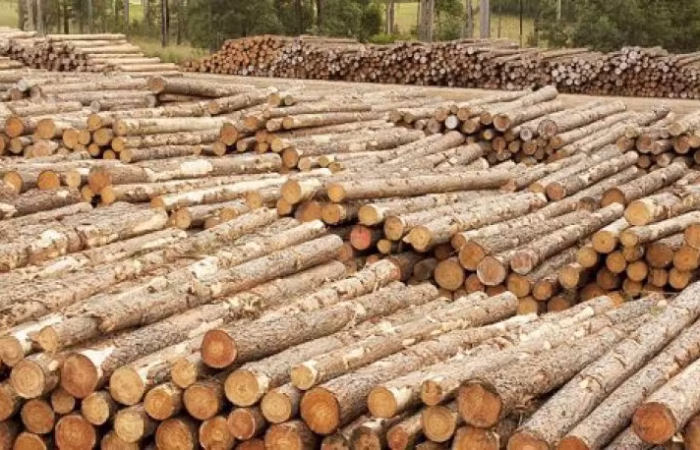 Chilean Wood Supplier in UAE