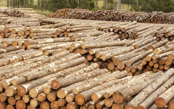 Chilean Wood Supplier in UAE